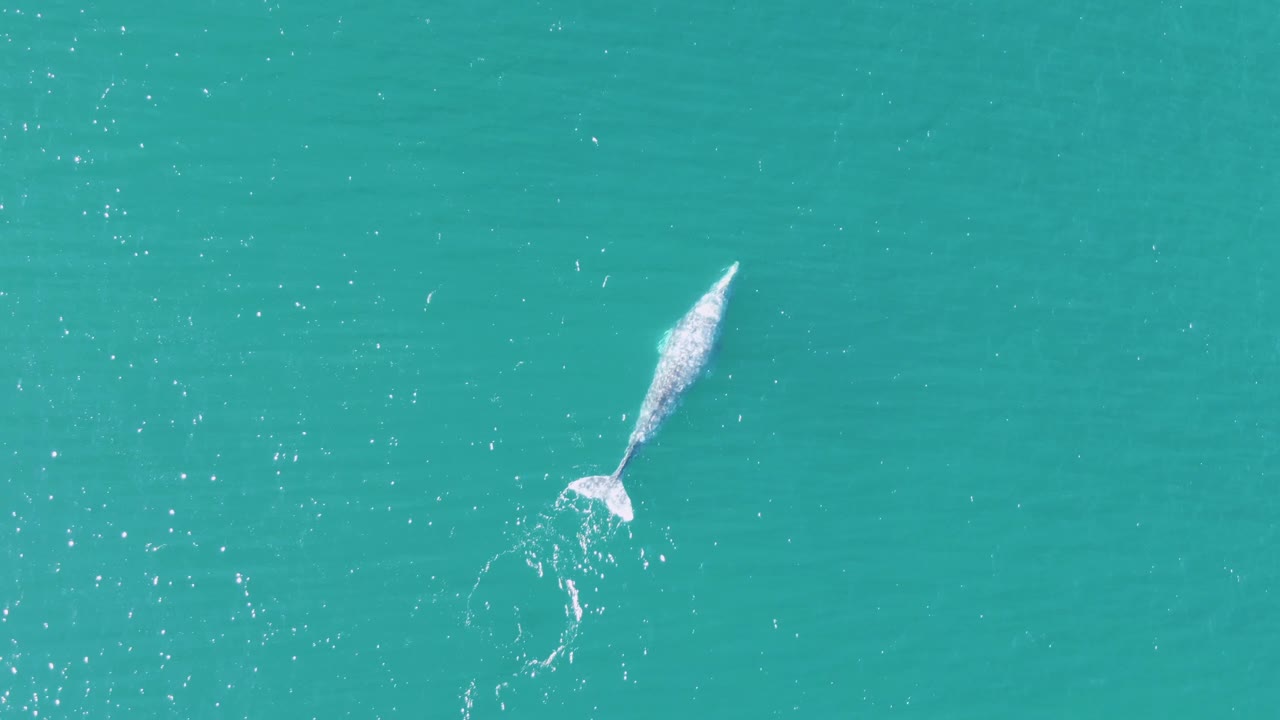 Whale tail and wake in clear turquoise water