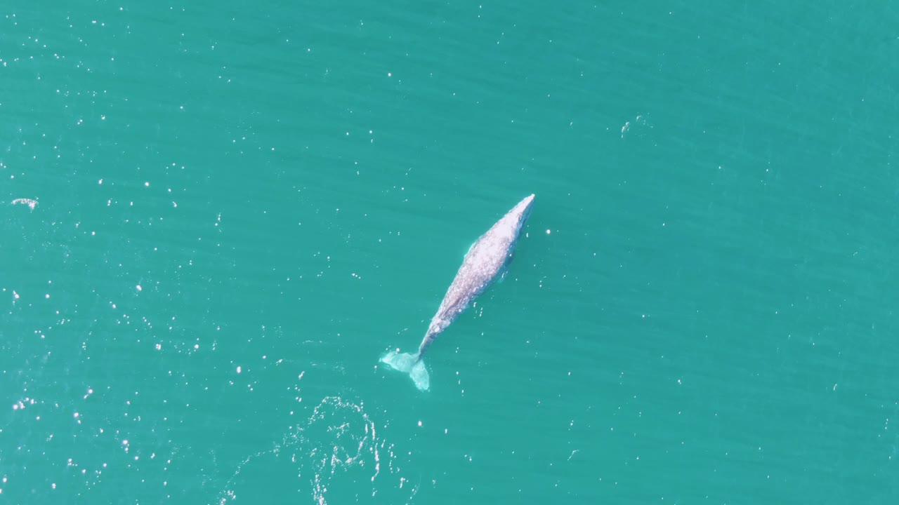 Whale below turquoise water seen from above.