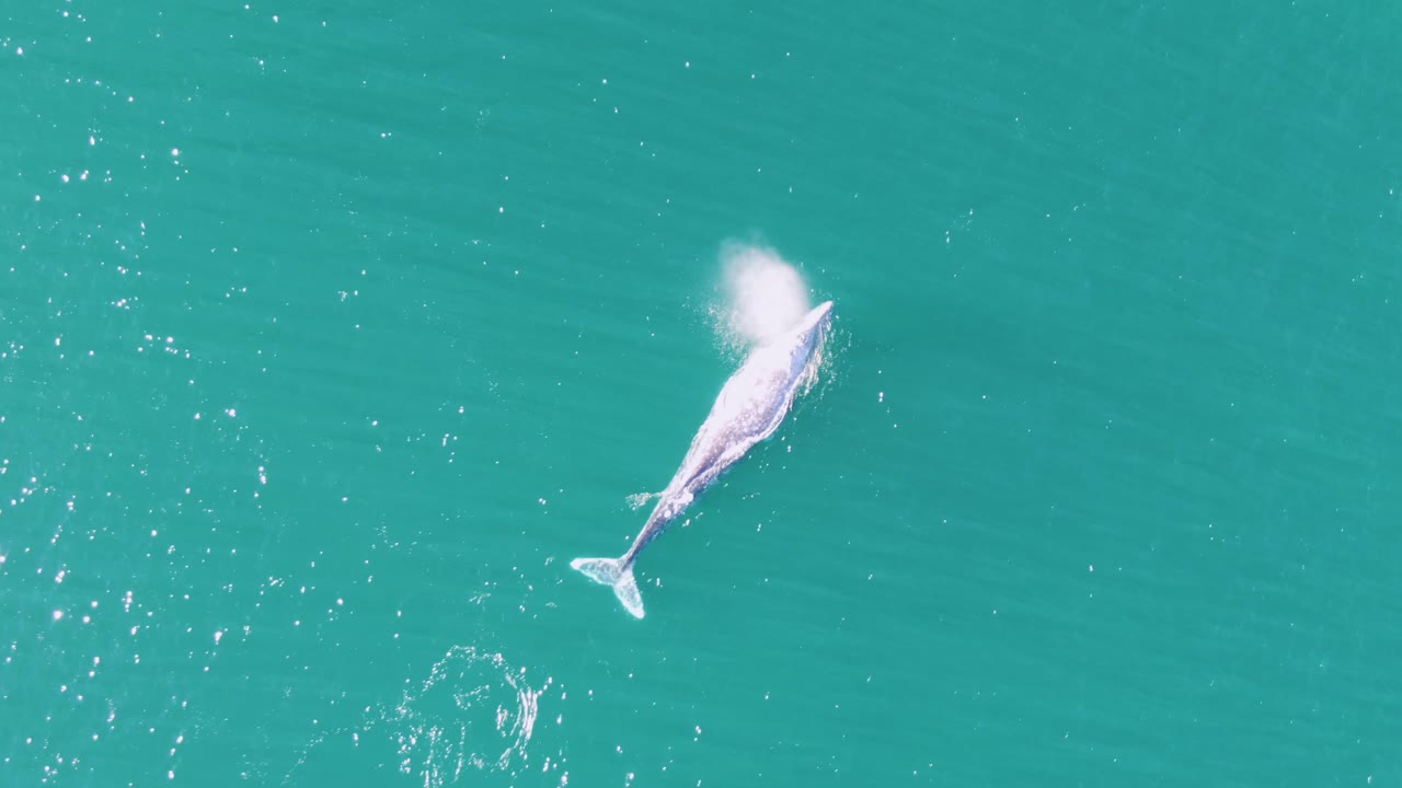 Aerial frame of the whale surfacing in turquoise water at Buzzards Beach, Baja California Sur, with a white blowhole spray forming above its body and no visible people.