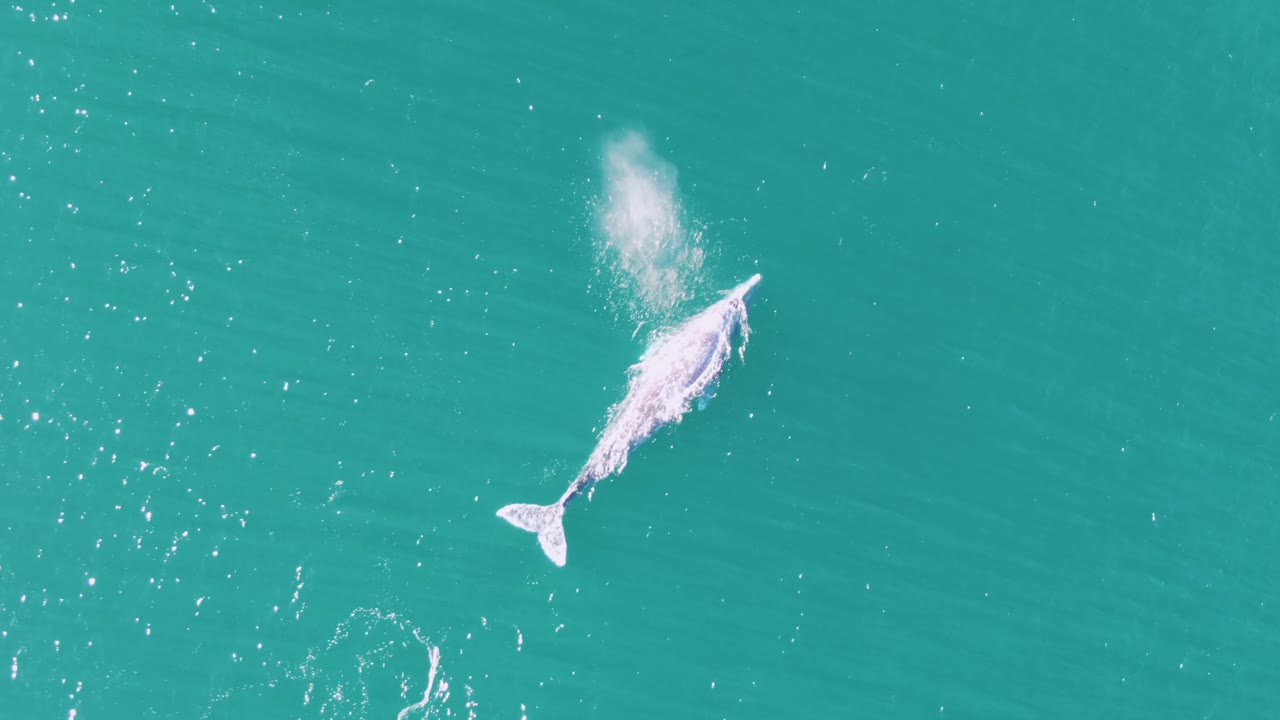 Top-down view of the whale in clear turquoise water at Buzzards Beach, Baja California Sur, with a larger white spout drifting behind it and no visible people.