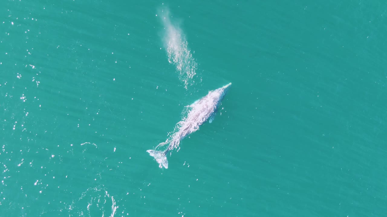 Aerial view of the whale moving diagonally through turquoise water at Buzzards Beach, Baja California Sur, with the white spray fading above it and no visible people.