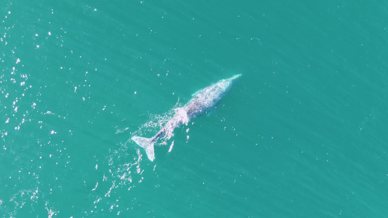 Gray whale seen from above at Buzzards Beach in Baja California Sur, angled through turquoise water with a white splash behind its fluke and no visible people.