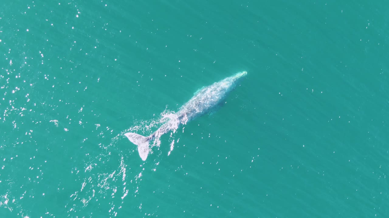 Overhead view of the gray whale farther across the Buzzards Beach water, with its pale back visible under surface glare and no visible people.