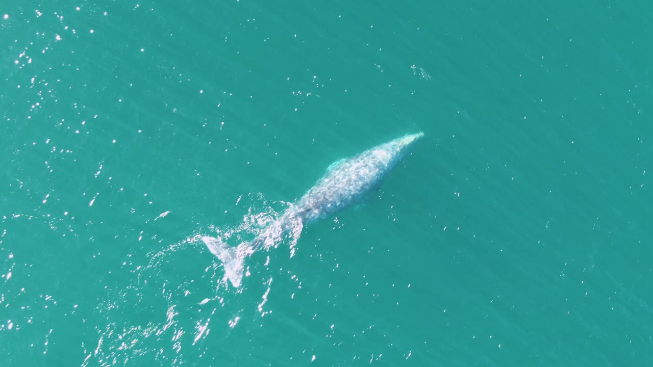 Gray whale near the right side of the overhead frame at Buzzards Beach, with white churn around the fluke and scattered sun sparkle on the turquoise sea, no visible people.