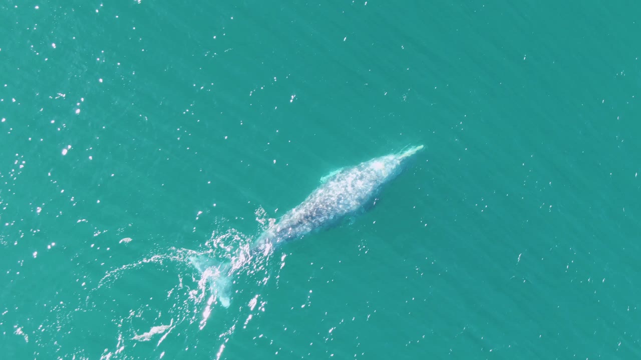 Top-down frame from Buzzards Beach showing the gray whale lower in the composition, with a curved white wake trailing from its tail and no visible people.