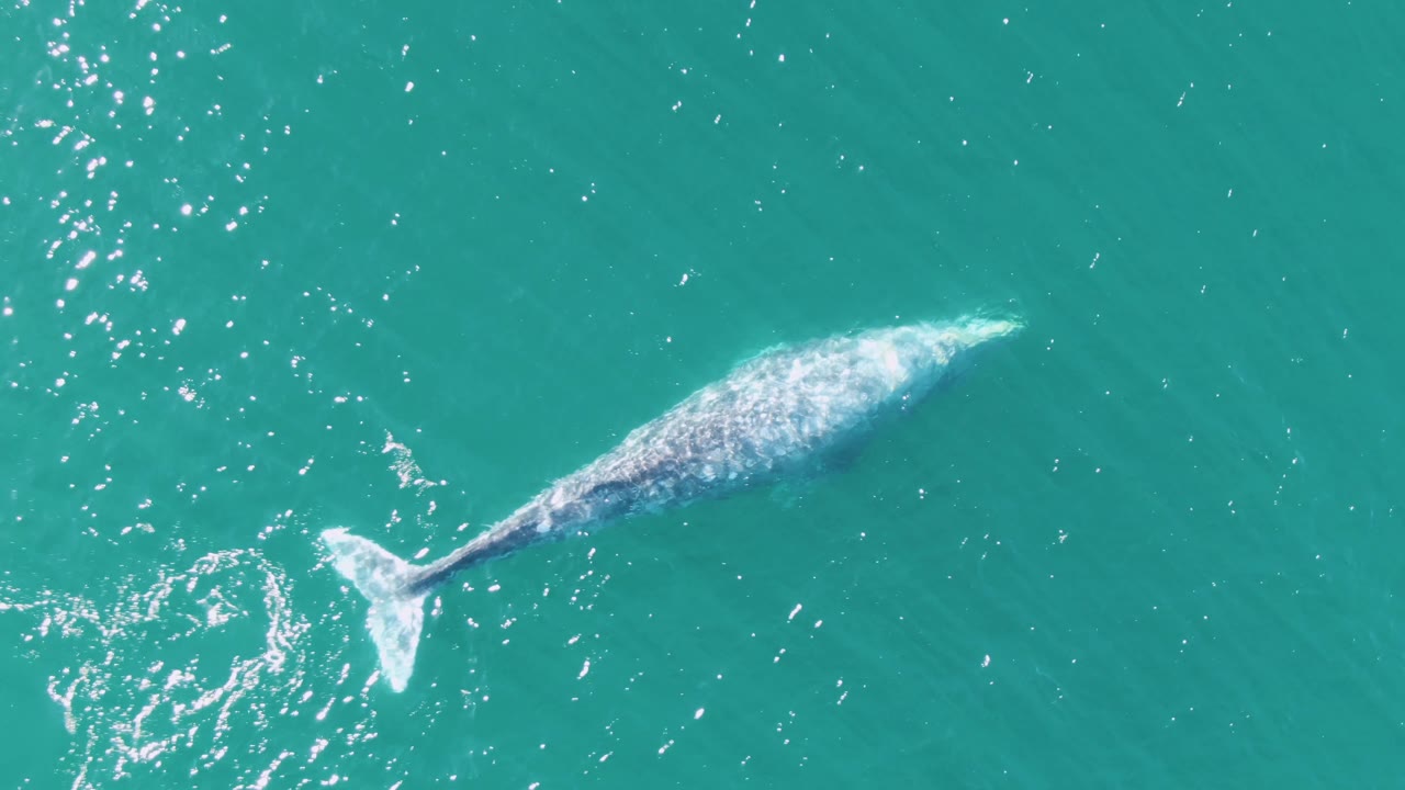 Overhead frame from Buzzards Beach, Baja California Sur, showing a whale angled across turquoise ocean water with its tail visible and no visible people.