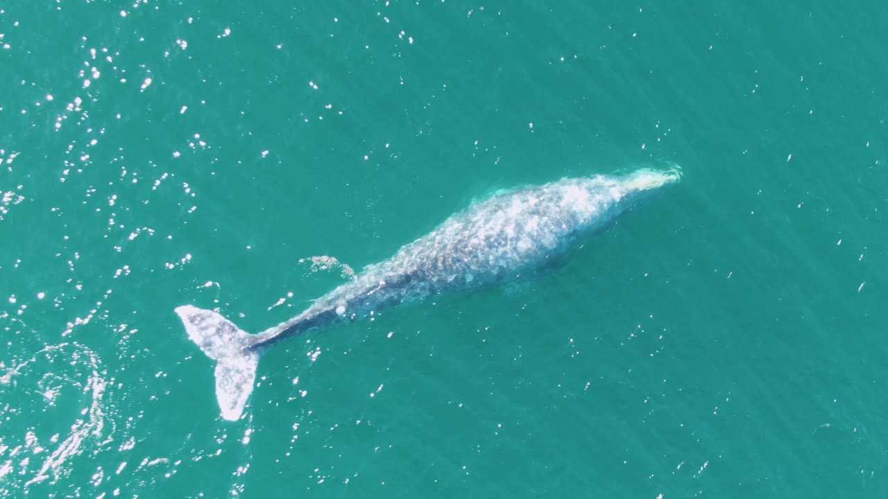 Aerial view at Buzzards Beach of the whale farther across the frame, with its pale back markings visible below the turquoise surface and no visible people.