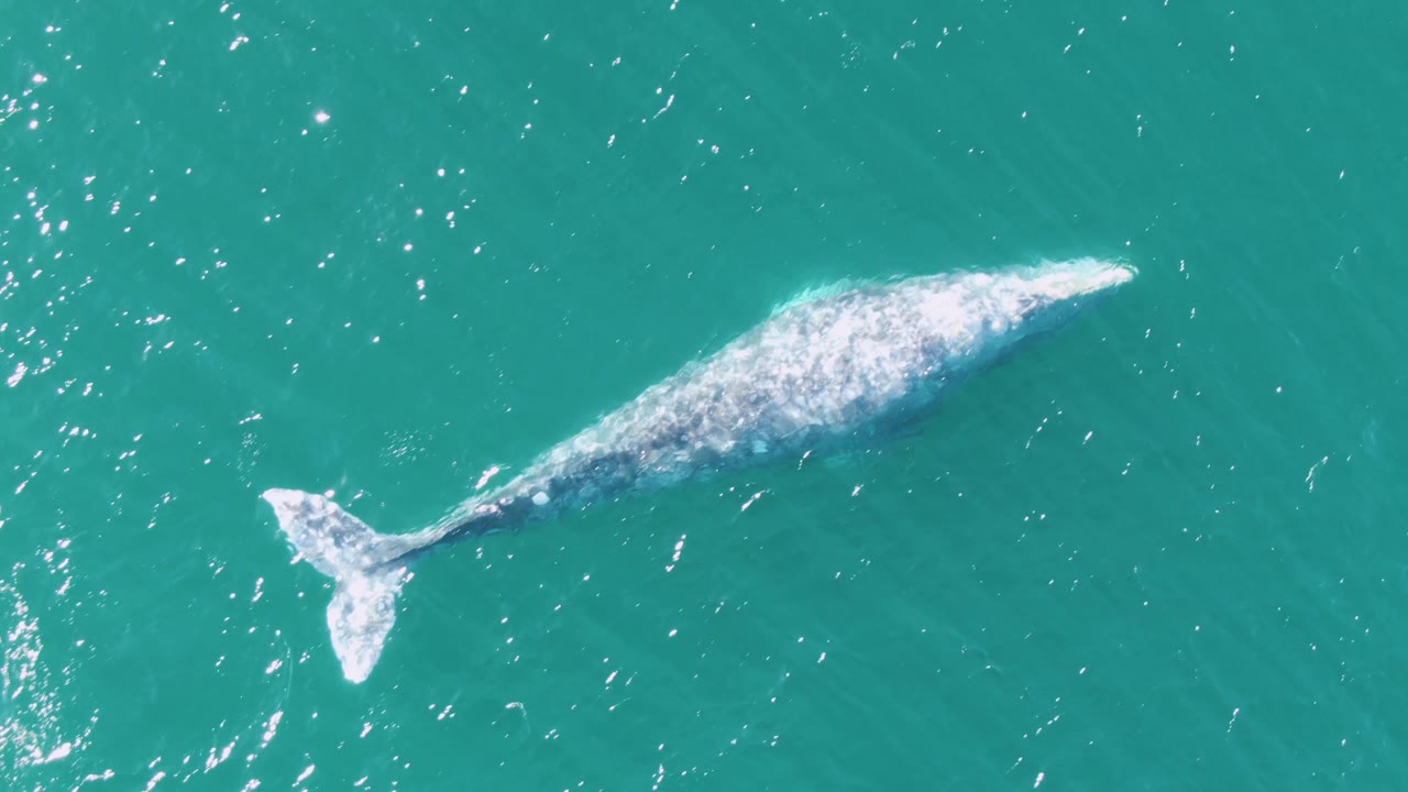 Overhead Buzzards Beach frame with the whale stretched diagonally through turquoise water, surrounded by small sun reflections and no visible people.