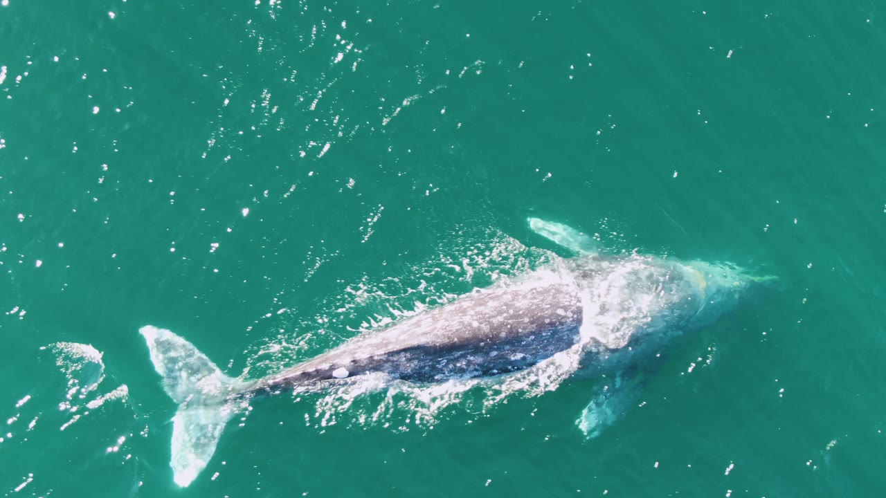 The whale remains centered in turquoise water at Buzzards Beach, Baja California Sur, with white splash marks trailing near the tail and no visible people.