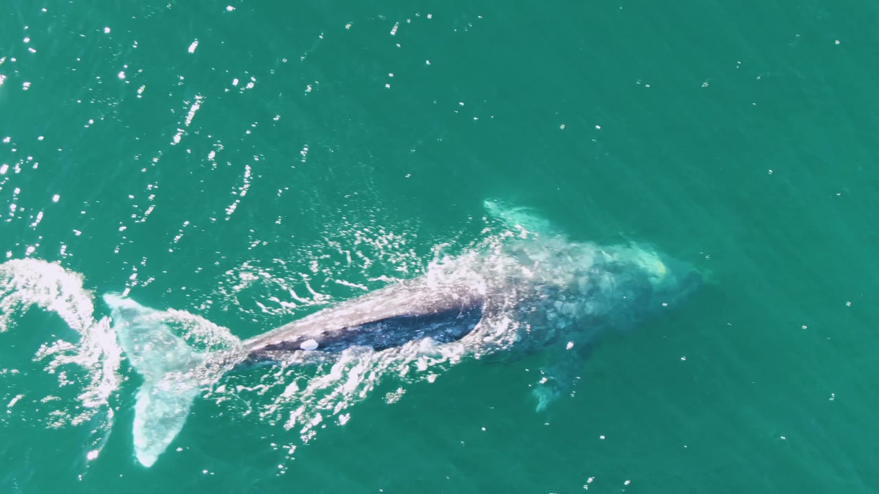 A top-down frame shows the whale partly broken by surface glare and foam in the turquoise water off Buzzards Beach, Baja California Sur, with no visible people.