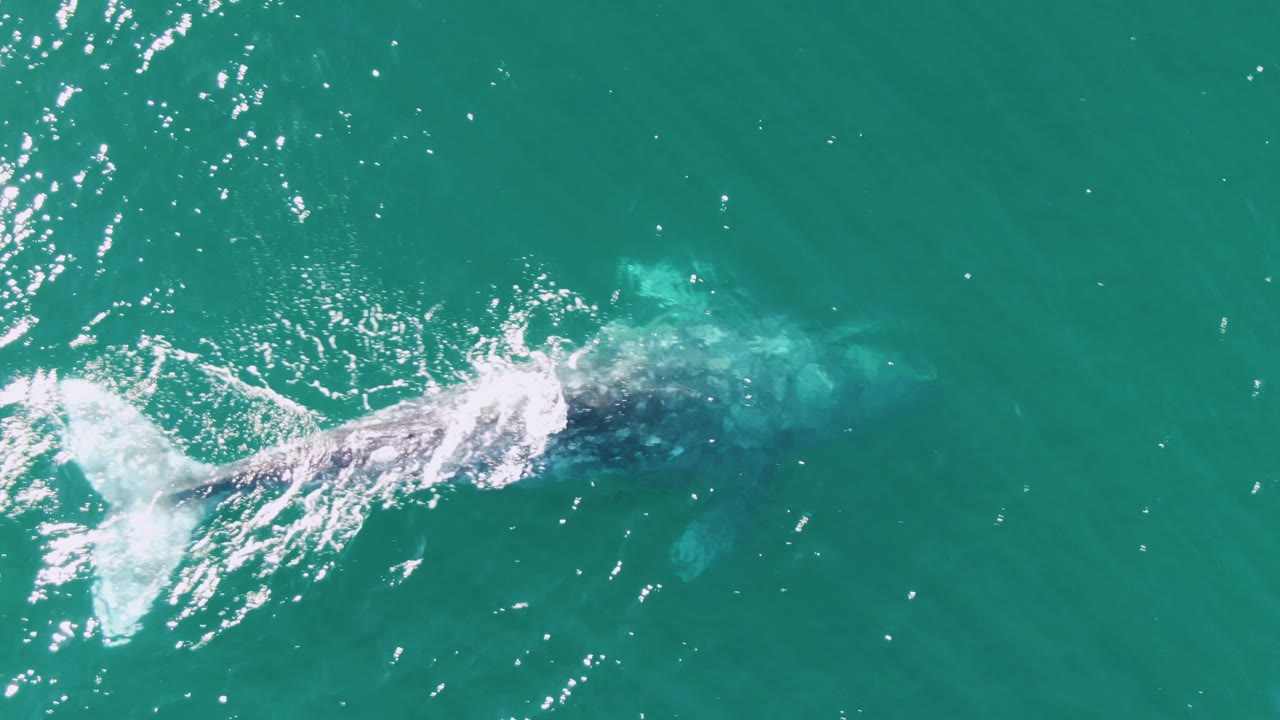 The whale is partly cropped at the left edge while a pale splash and submerged body shape show in the turquoise water at Buzzards Beach, Baja California Sur, with no visible people.