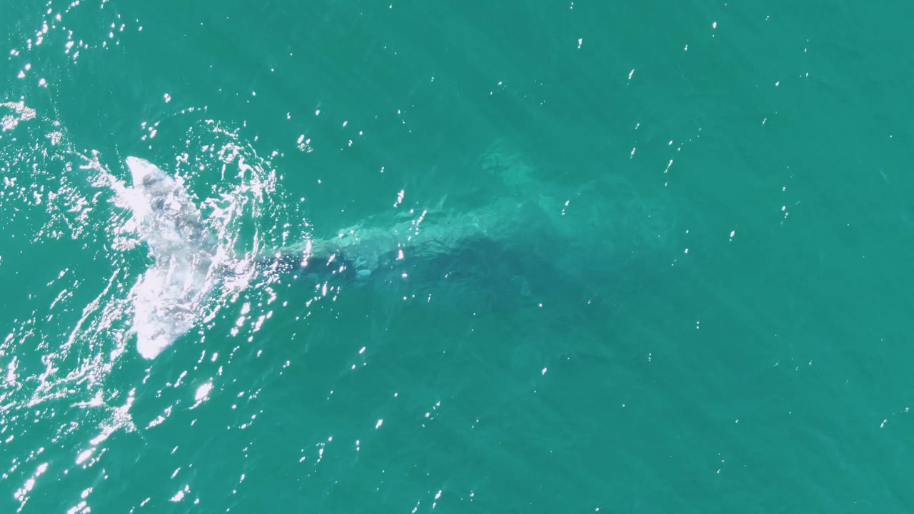 Whale tail breaking the turquoise water surface with white splash.