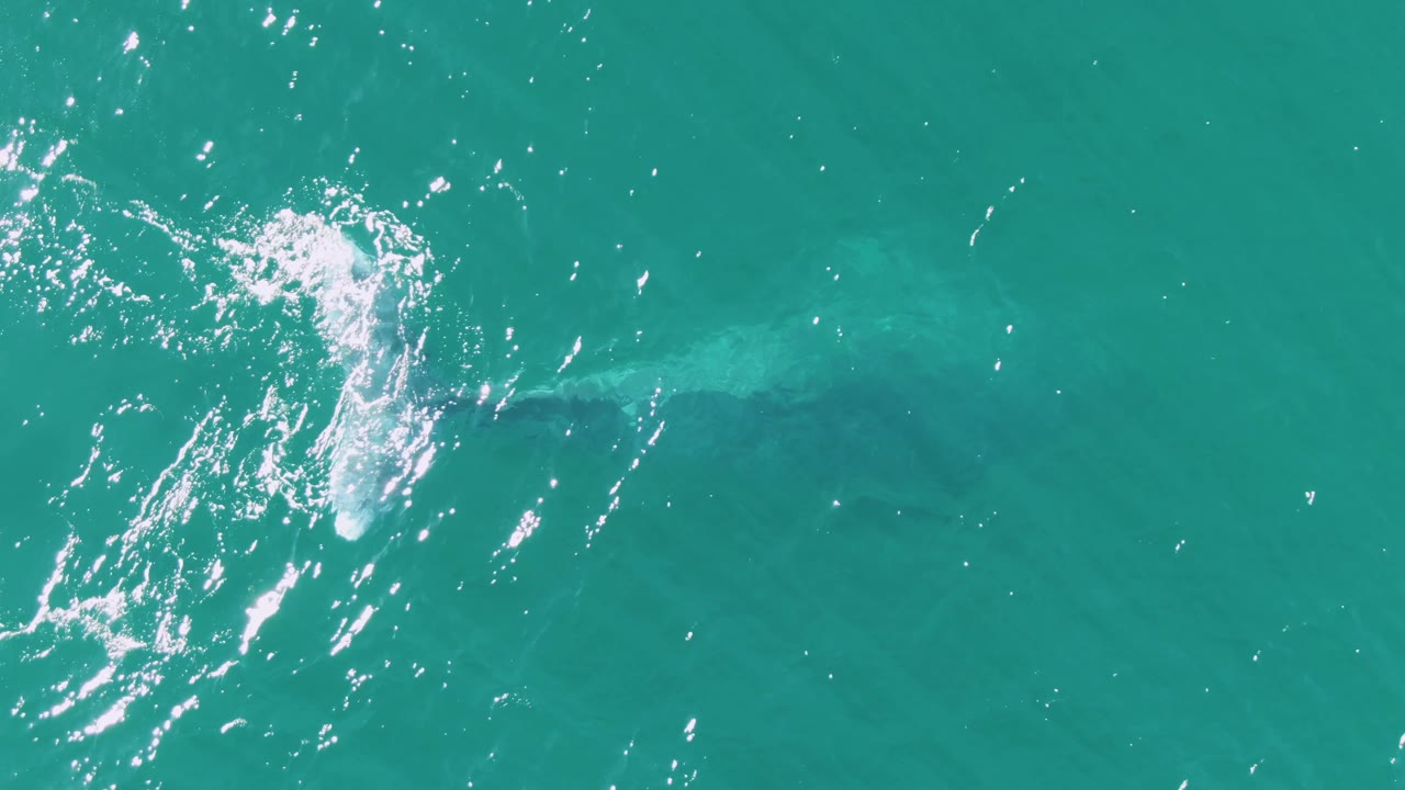 At Buzzards Beach, Baja California Sur, the whale is mostly below the turquoise surface, with a pale body shape and bright ripples crossing the center, no visible people.