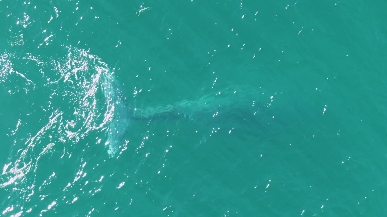At Buzzards Beach, Baja California Sur, a faint whale form runs under the clear turquoise water while a cluster of bright sun reflections sits above it, no visible people.