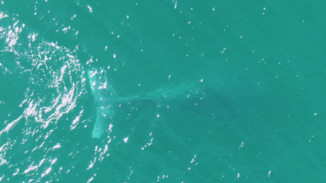 At Buzzards Beach, Baja California Sur, the whale's underwater shape is visible near the left and lower portions of the frame beneath turquoise water and scattered white ripples, no visible people.