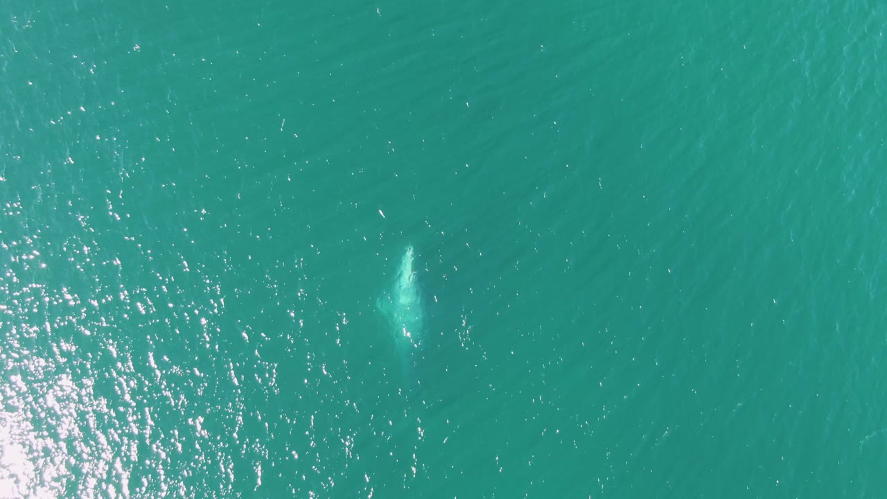 Whale shape below turquoise ocean surface with sun glare on water