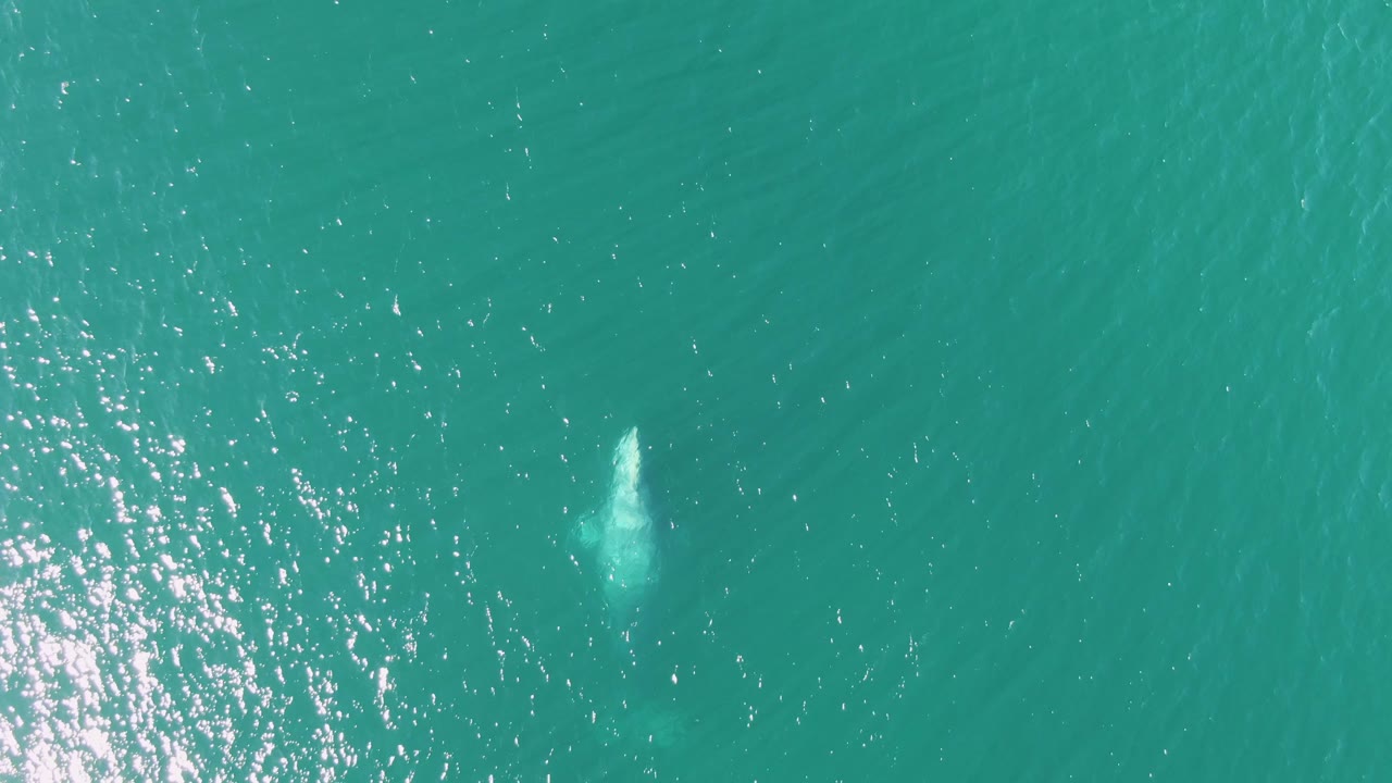 At 0:01 near Buzzards Beach, the whale appears closer to the surface as a white plume forms in clear turquoise ocean, with no visible people.