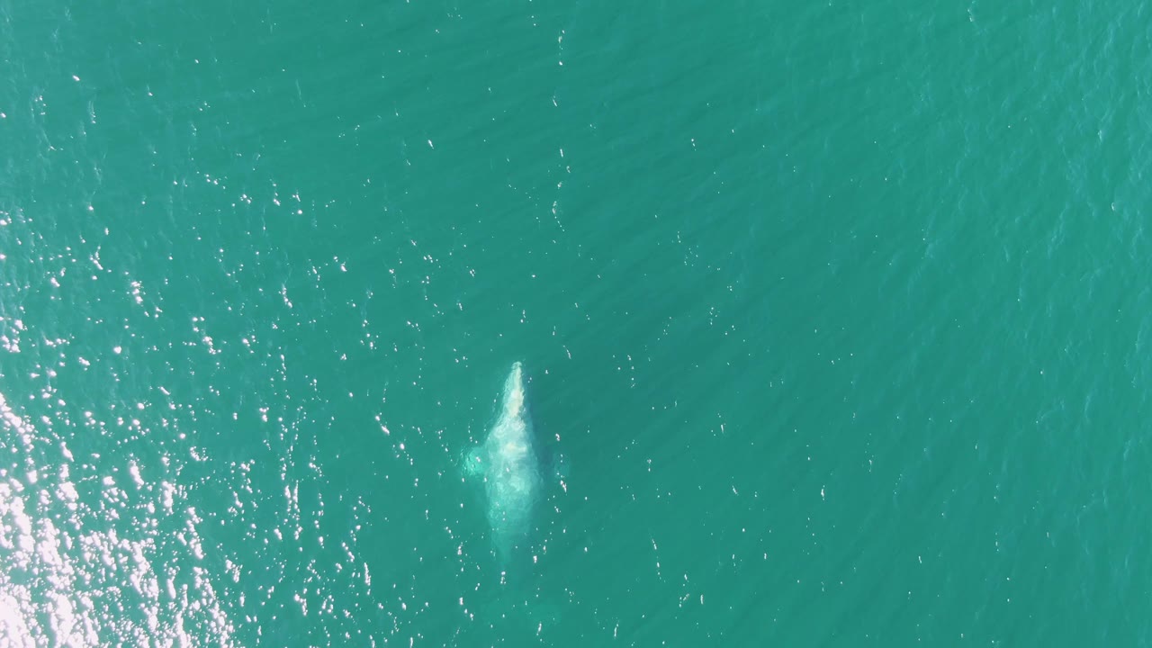 At Buzzards Beach in Baja California Sur, the surfacing whale creates a brighter patch of whitewater in the turquoise sea, with no visible people.