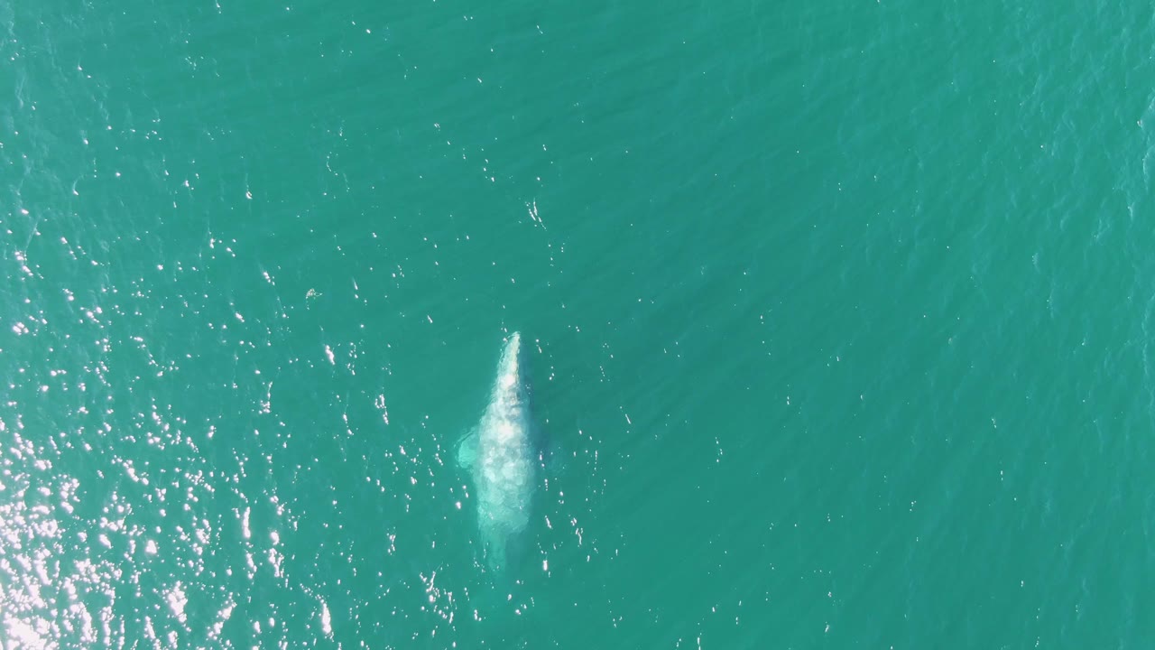 At 0:03, an overhead view shows the whale's pale form and vertical whitewater trail in open turquoise water near Buzzards Beach, with no visible people.