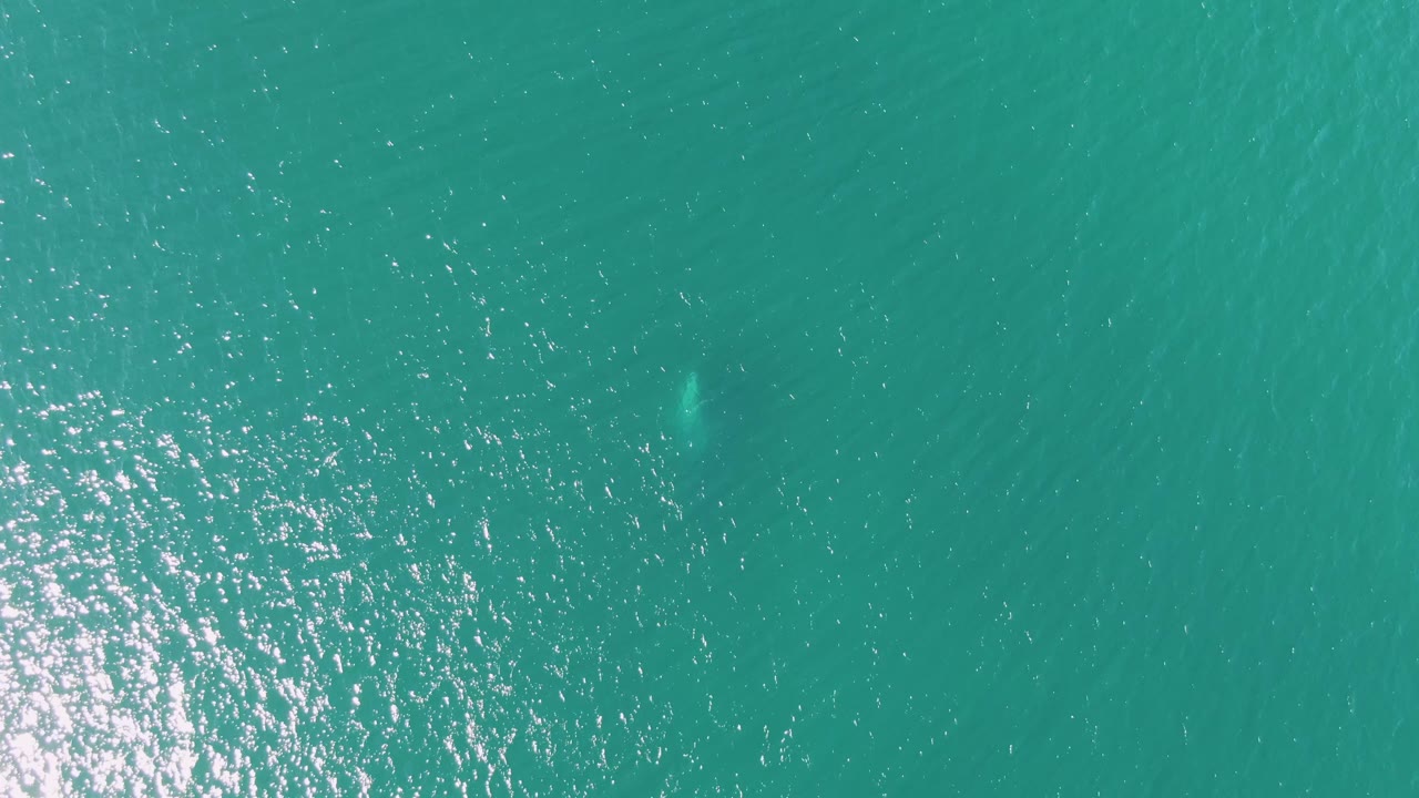 Straight-down aerial frame over Buzzards Beach turquoise ocean, where sun glitter spreads across the left side and a dim marine shape sits below the surface, no visible people.