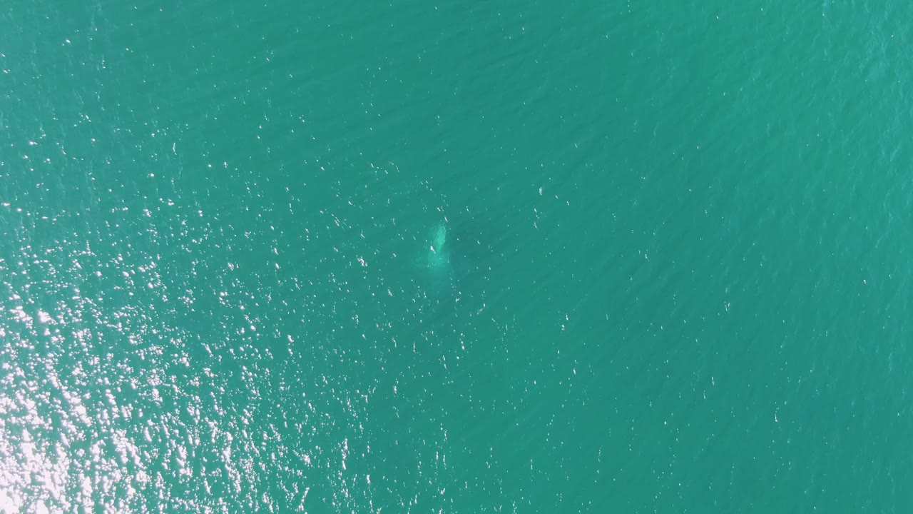 Aerial view of clear water at Buzzards Beach with a small pale underwater form near the upper right and scattered sun reflections across the surface, no visible people.