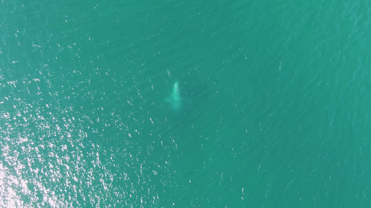 Overhead Buzzards Beach ocean frame with strong sun glitter along the lower left and a pale likely whale shape emerging under the turquoise surface, no visible people.