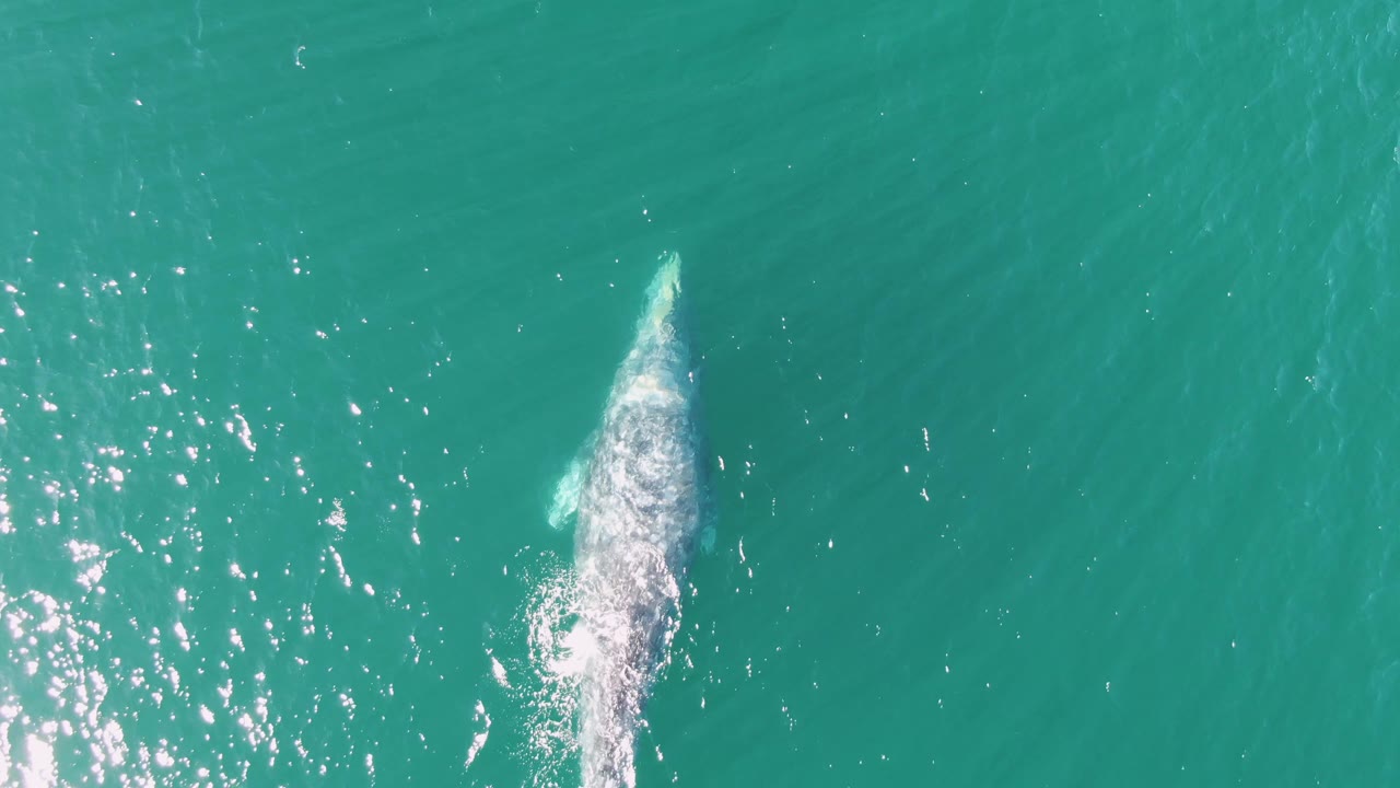 Whale surfacing below turquoise ocean water with white wash.