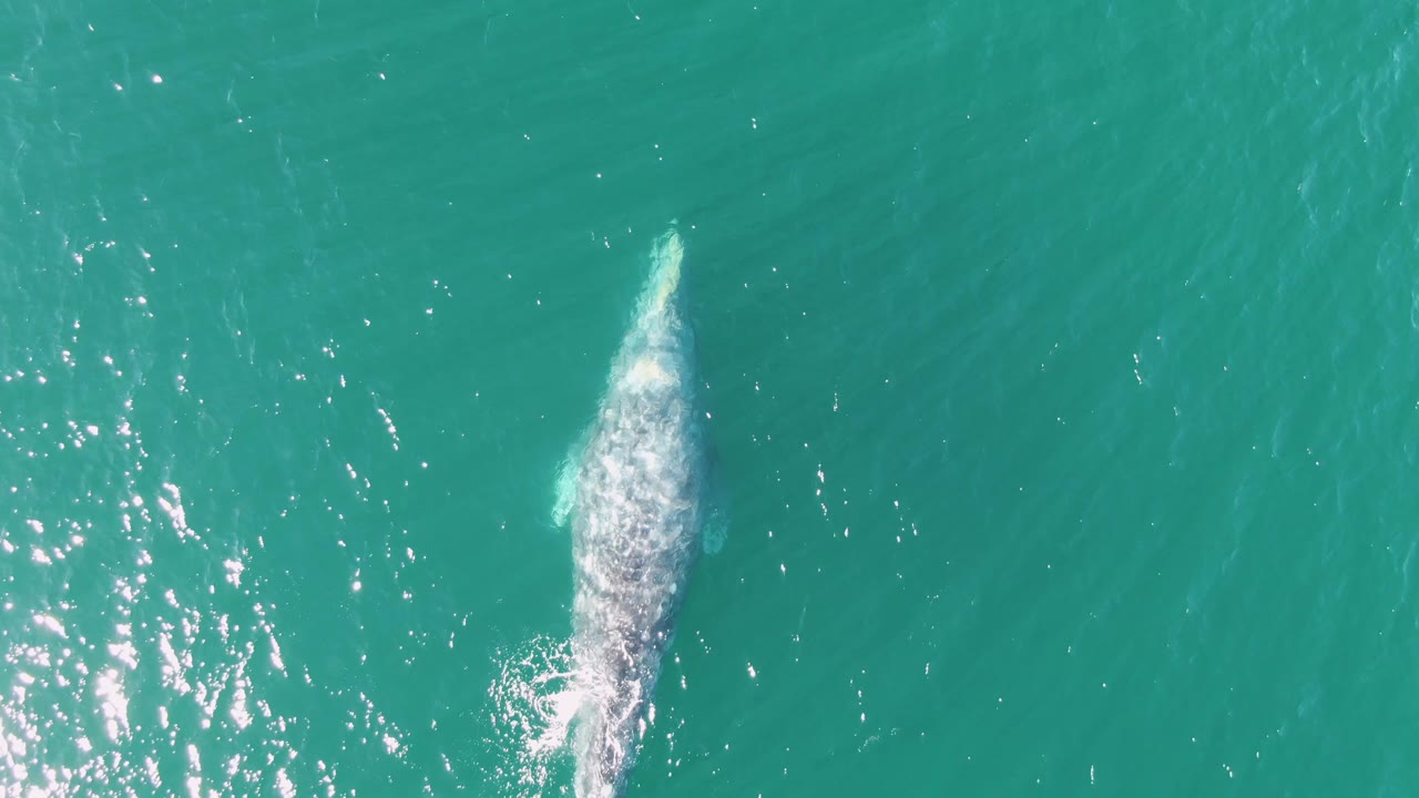 The whale's foamy surface trail sits near the lower right of the Buzzards Beach frame, surrounded by turquoise water and scattered light reflections, with no visible people.