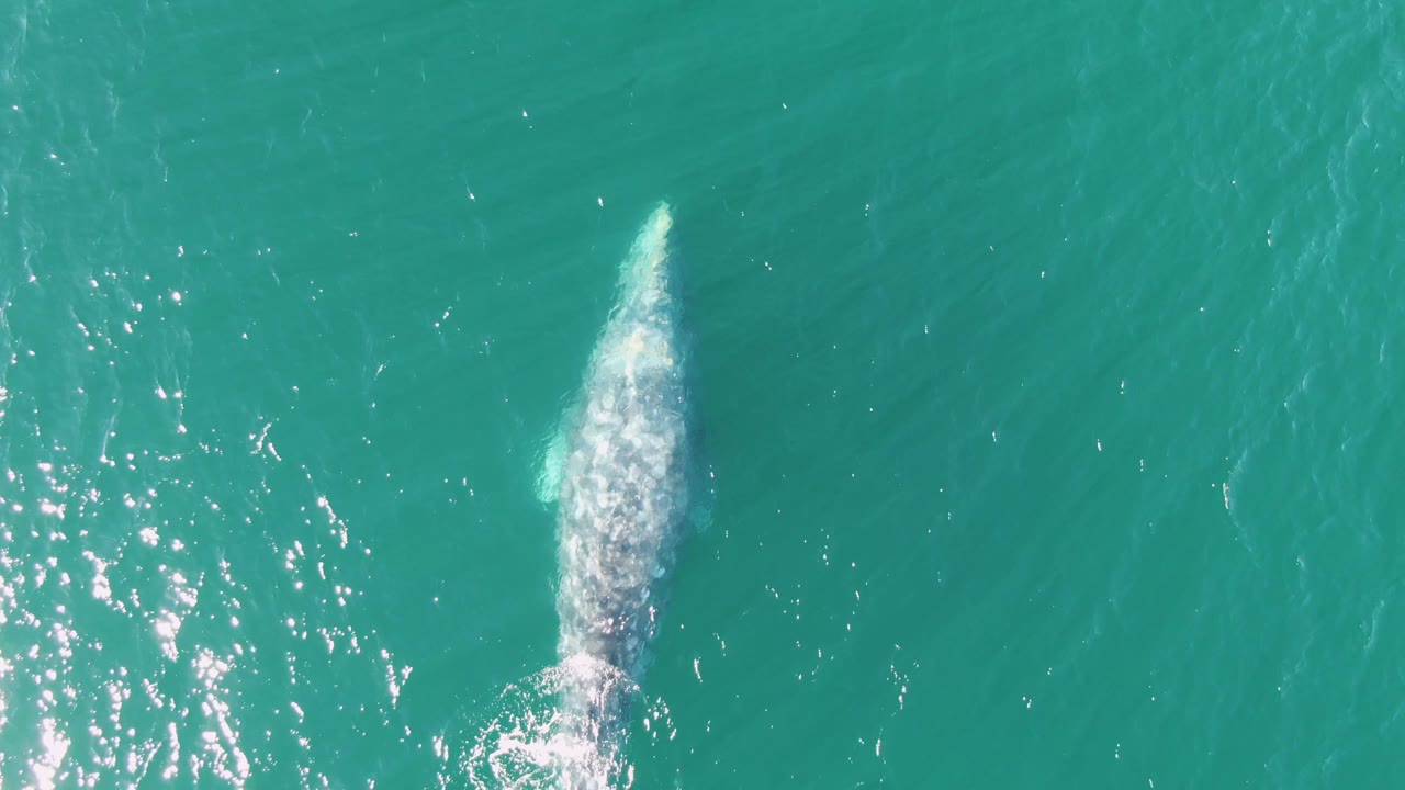 A whale is centered under the turquoise surface at Buzzards Beach, with bright white foam over its back area and no boats, shoreline, or visible people.