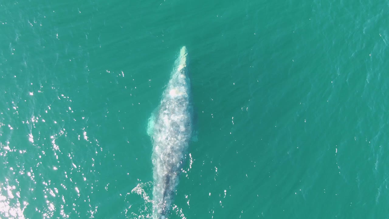 The whale appears beneath the clear turquoise water at Buzzards Beach as white foam spreads around its body, with open sea filling the frame and no visible people.
