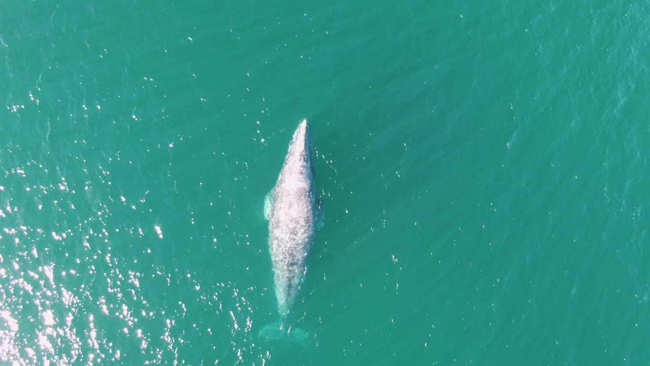 Overhead view of a whale surfacing in turquoise water at Buzzards Beach, Baja California Sur, with bright sun reflections to the left and no visible people.