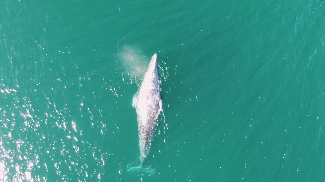 Aerial frame of the whale spouting in open turquoise water at Buzzards Beach, Baja California Sur, with a pale plume above its back and no visible people.
