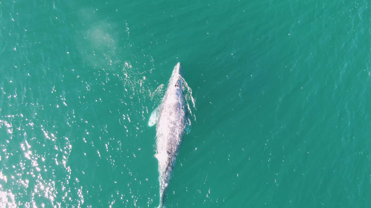 Top-down view of the whale advancing through turquoise ocean at Buzzards Beach, Baja California Sur, with white water along its back and no visible people.
