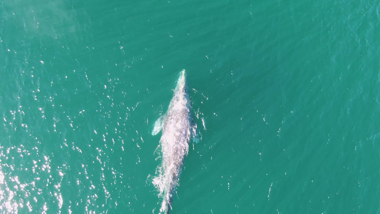 Whale surfacing lower in frame with bright water reflections.