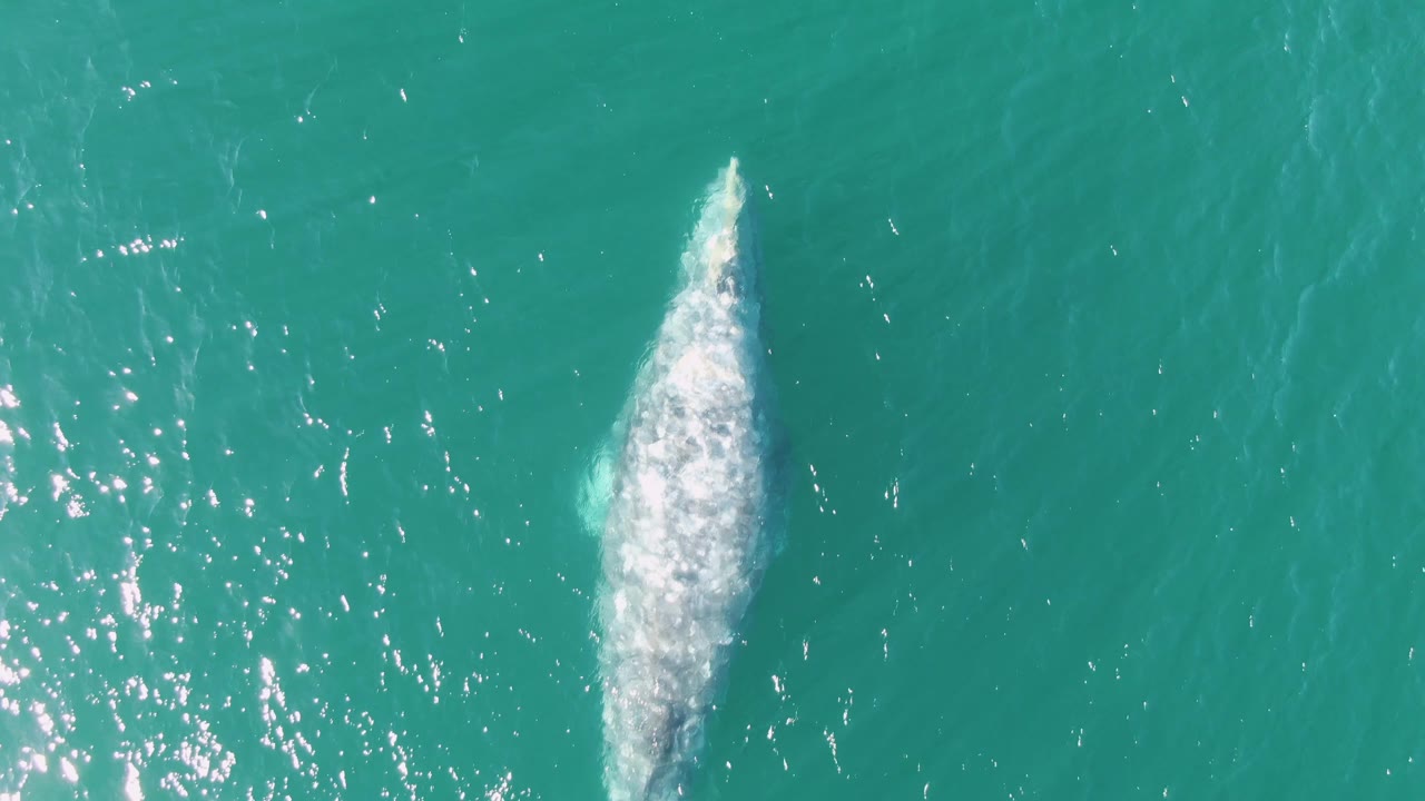 Overhead view of a gray whale surfacing in turquoise water at Buzzards Beach, Baja California Sur, with sun glints on the left side and no visible people.