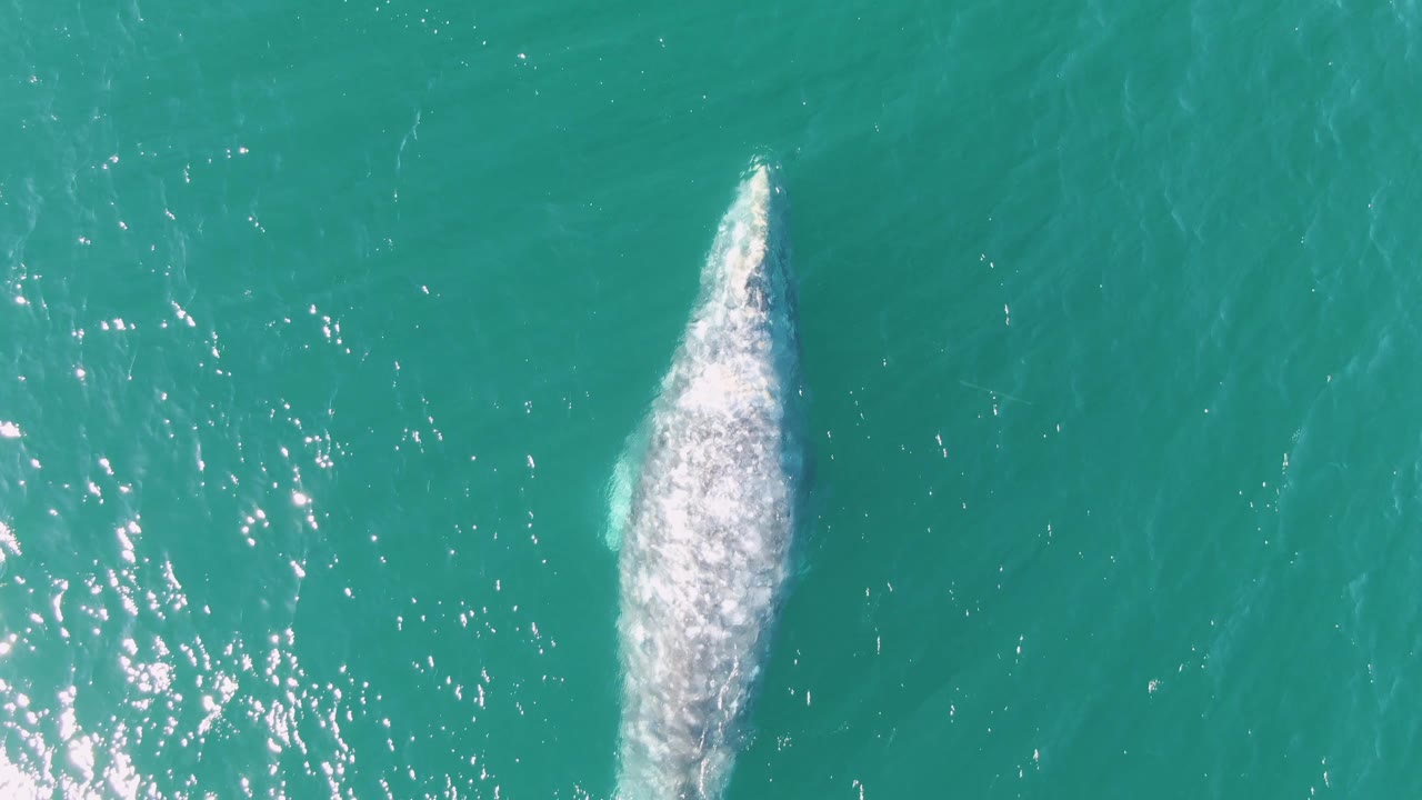 The whale's back appears closer to center in the turquoise water at Buzzards Beach, with scattered sun sparkle around it and no visible people.