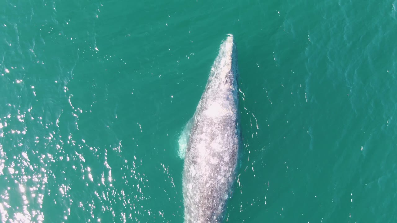 The gray whale surfaces lower in the overhead frame at Buzzards Beach, with white water trailing along its back and no visible people.