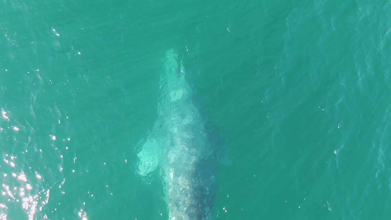 At Buzzards Beach in Baja California Sur, a pale whale form sits just under turquoise ocean water near scattered sun glints, with no visible people.