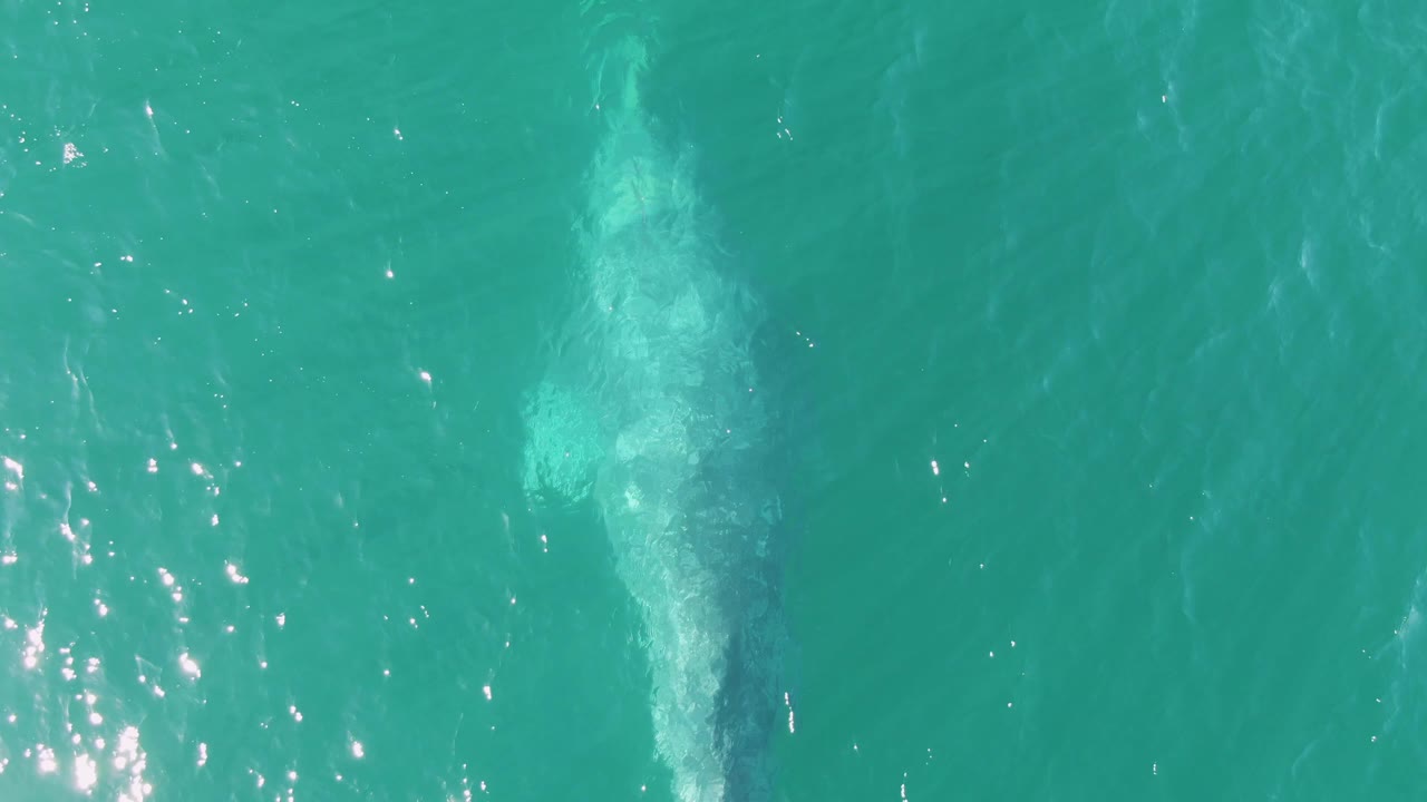 Submerged whale under clear teal water with rippled surface