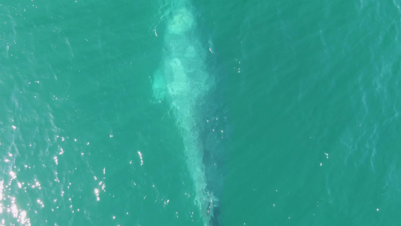 At Buzzards Beach in Baja California Sur, the whale is still visible beneath turquoise water near a brighter patch of surface glare, with no visible people.