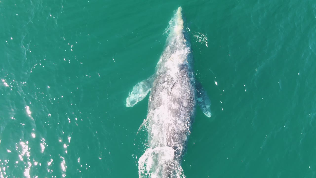 Overhead frame from Buzzards Beach, Baja California Sur, showing a humpback whale near the surface with white wash over its back, a pectoral fin visible, sun glints on the water, and no visible people.