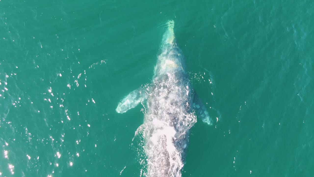 Overhead frame from Buzzards Beach, Baja California Sur, showing the humpback whale still near the surface, with a left pectoral fin visible, foamy wash along the body, clear turquoise water, and no visible people.