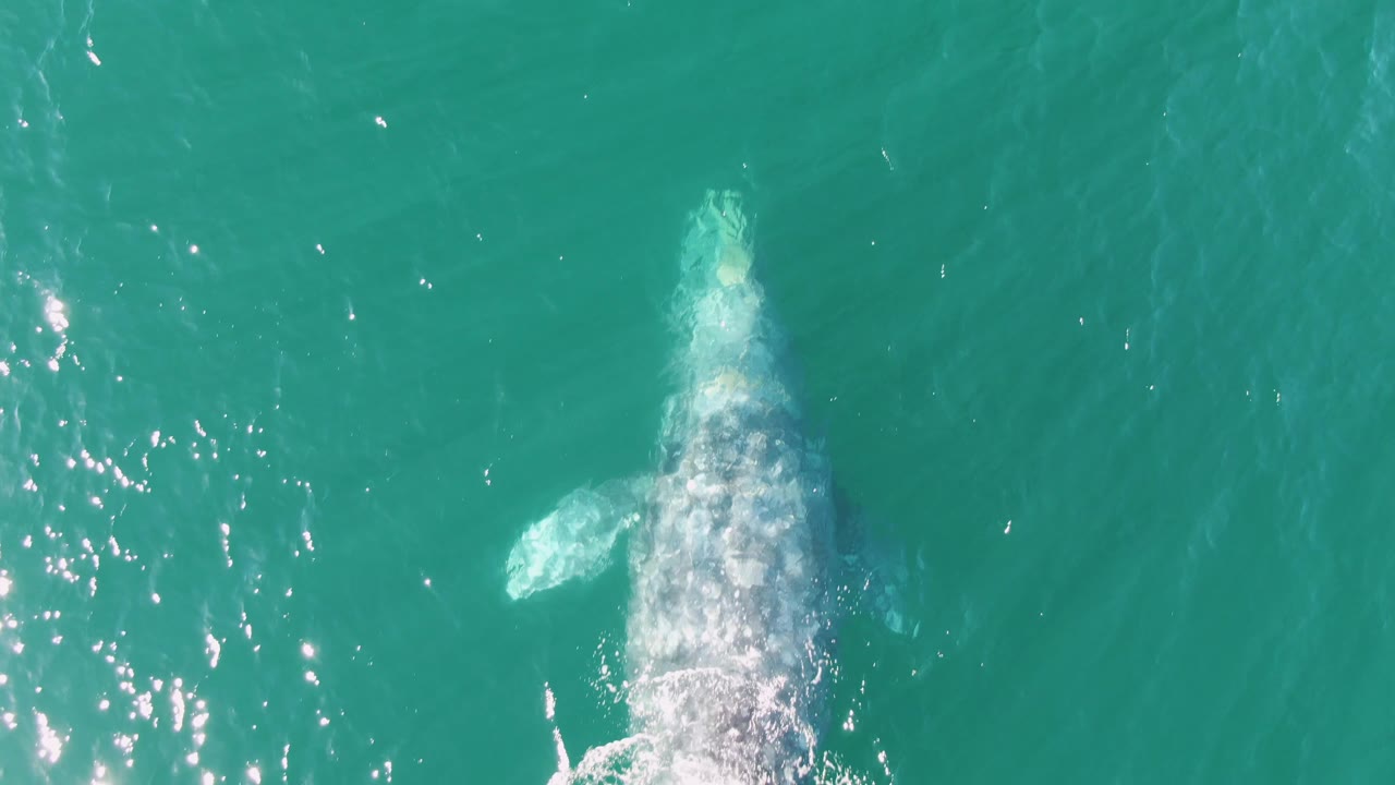 Overhead frame from Buzzards Beach, Baja California Sur, showing the humpback whale slightly deeper under the turquoise surface, with pale body detail softened by water, a fin shape visible, and no visible people.