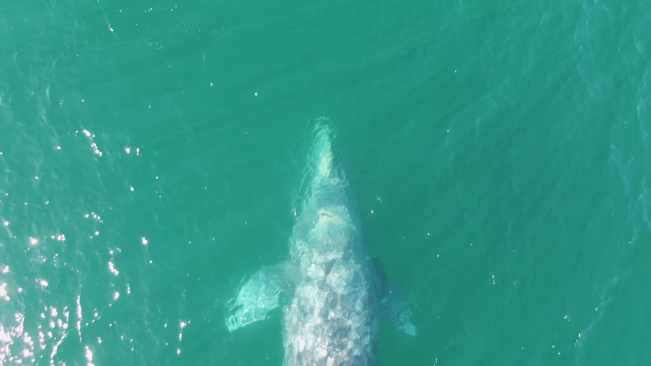 Humpback whale fading below the turquoise water surface.