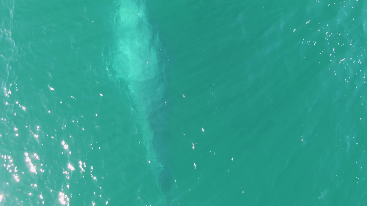At Buzzards Beach, the marine animal appears fainter below the turquoise surface while small ripples and scattered sun points cover the frame, with no visible people.