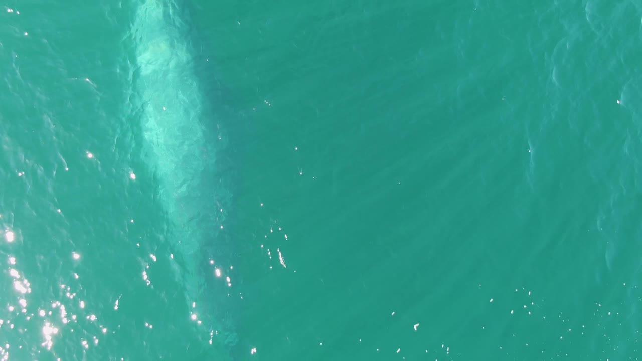 At Buzzards Beach, Baja California Sur, a pale submerged marine animal form runs near the right side of the frame beneath clear turquoise water, with no visible people.