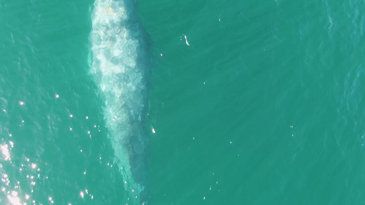 Aerial view at Buzzards Beach, Baja California Sur, of a whale just under clear turquoise water with a narrow white wake above it and no visible people.