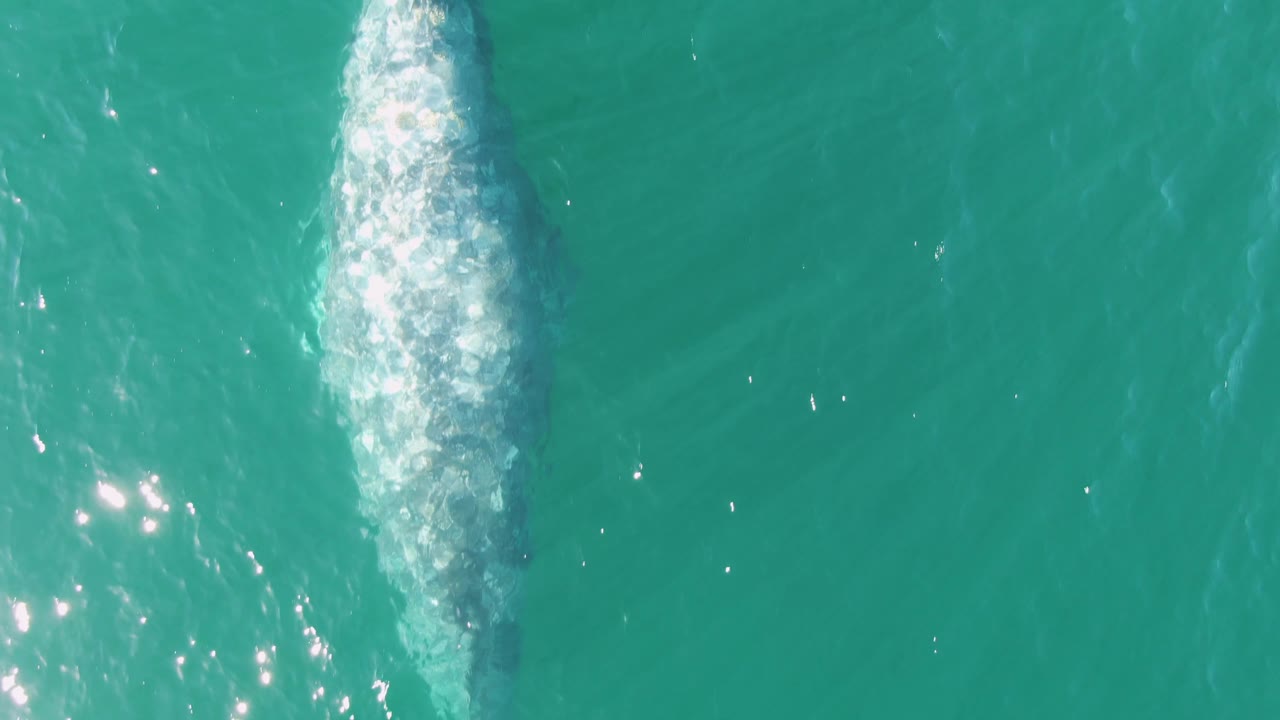 Aerial frame from Buzzards Beach, Baja California Sur, showing the whale's pale submerged outline moving under turquoise water with foam gathered near its upper back and no visible people.