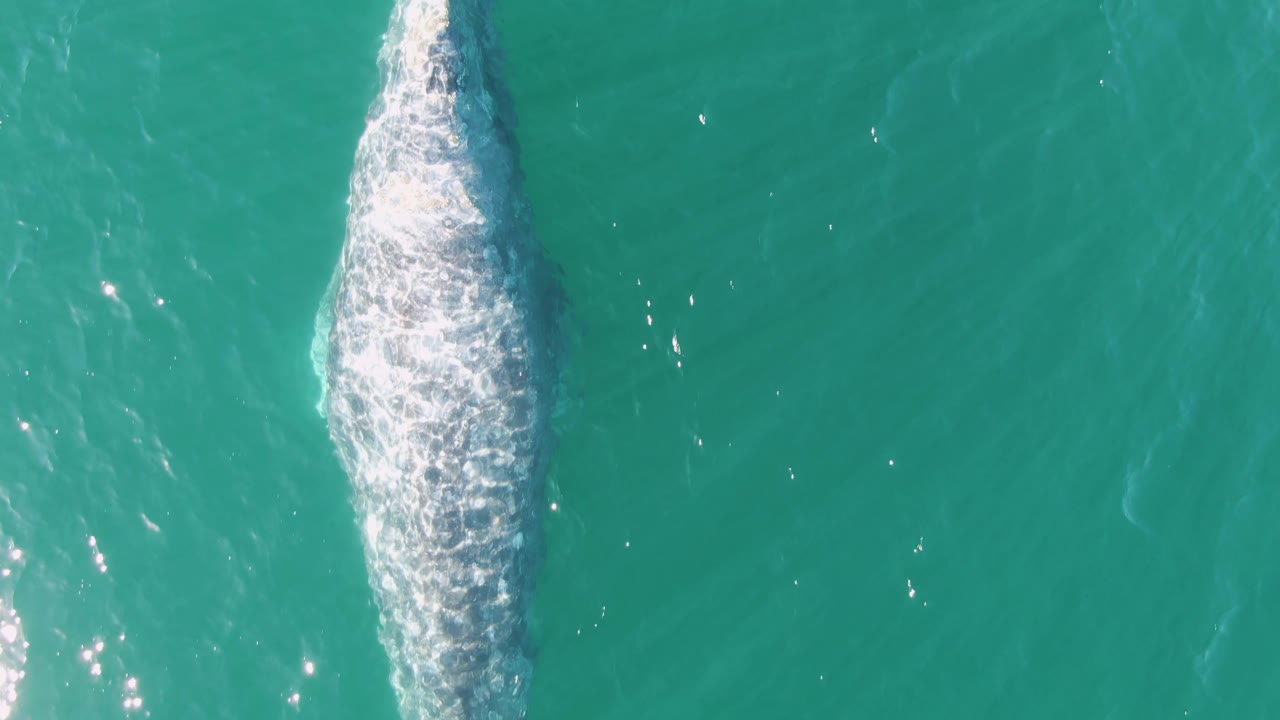 Top-down view at Buzzards Beach, Baja California Sur, of the whale surfacing with a thicker white foam trail and open turquoise water around it, with no visible people.