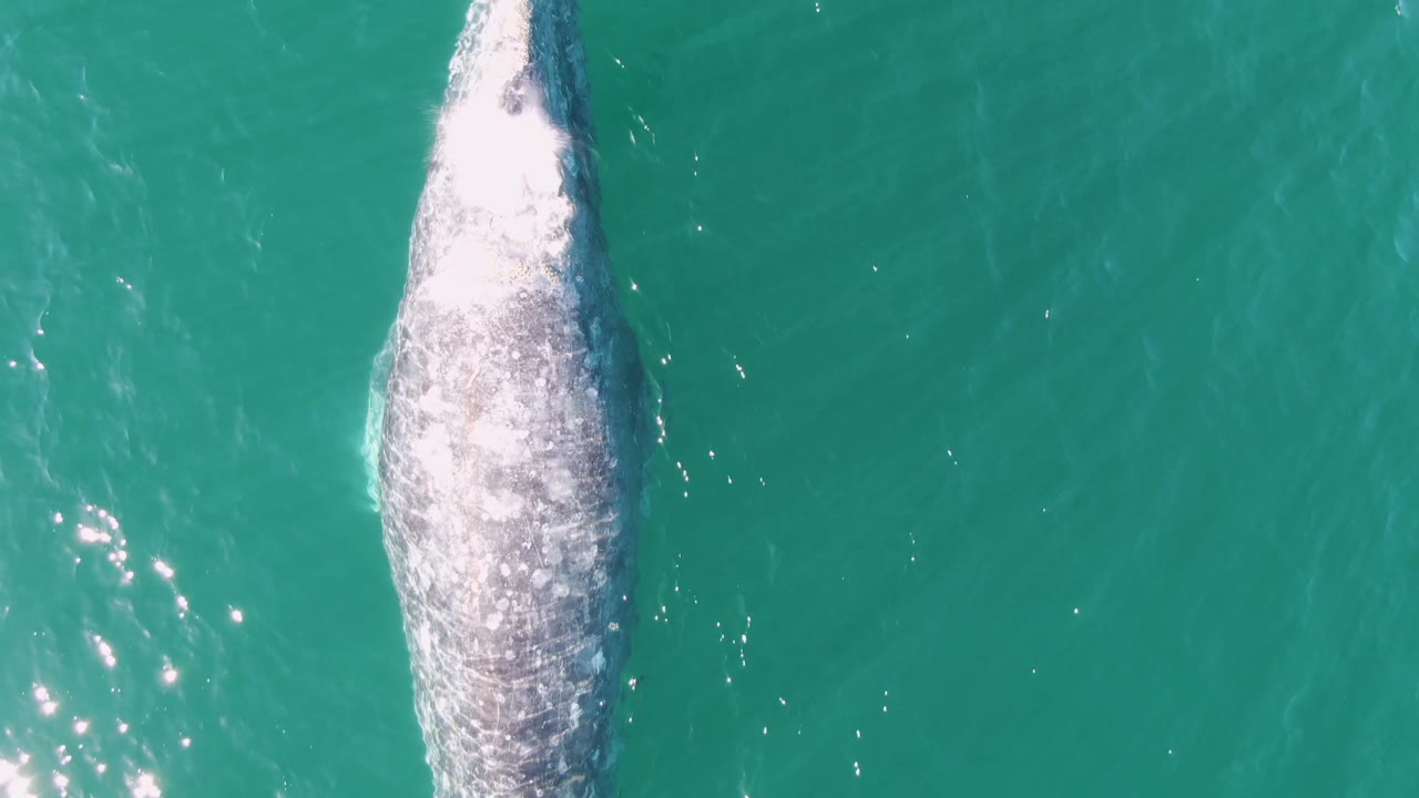 Whale back near the left side of frame with bright splash on turquoise water.